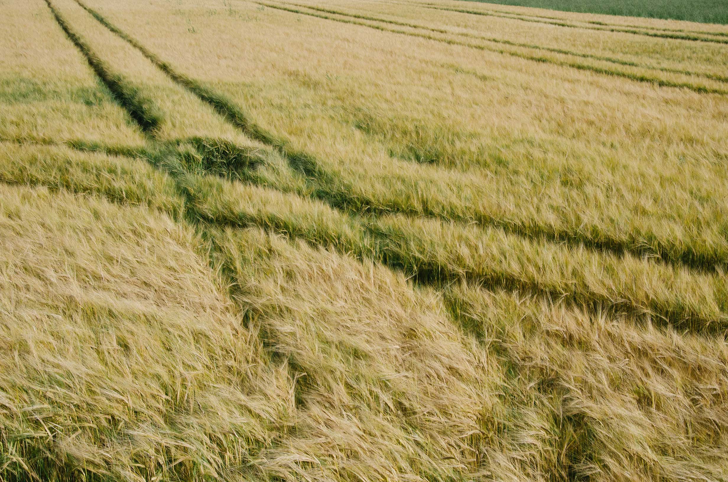tracks in a field