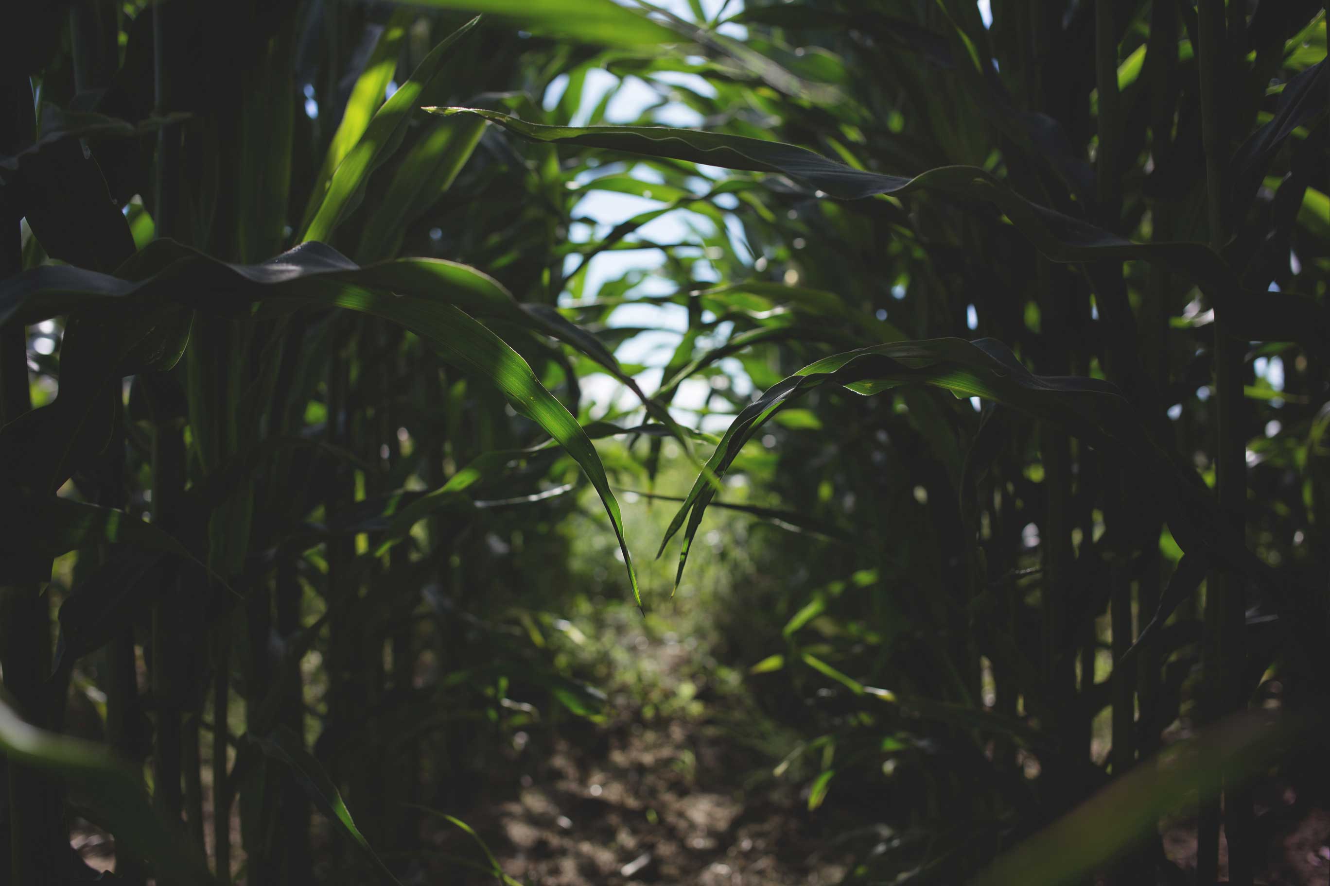 corn row