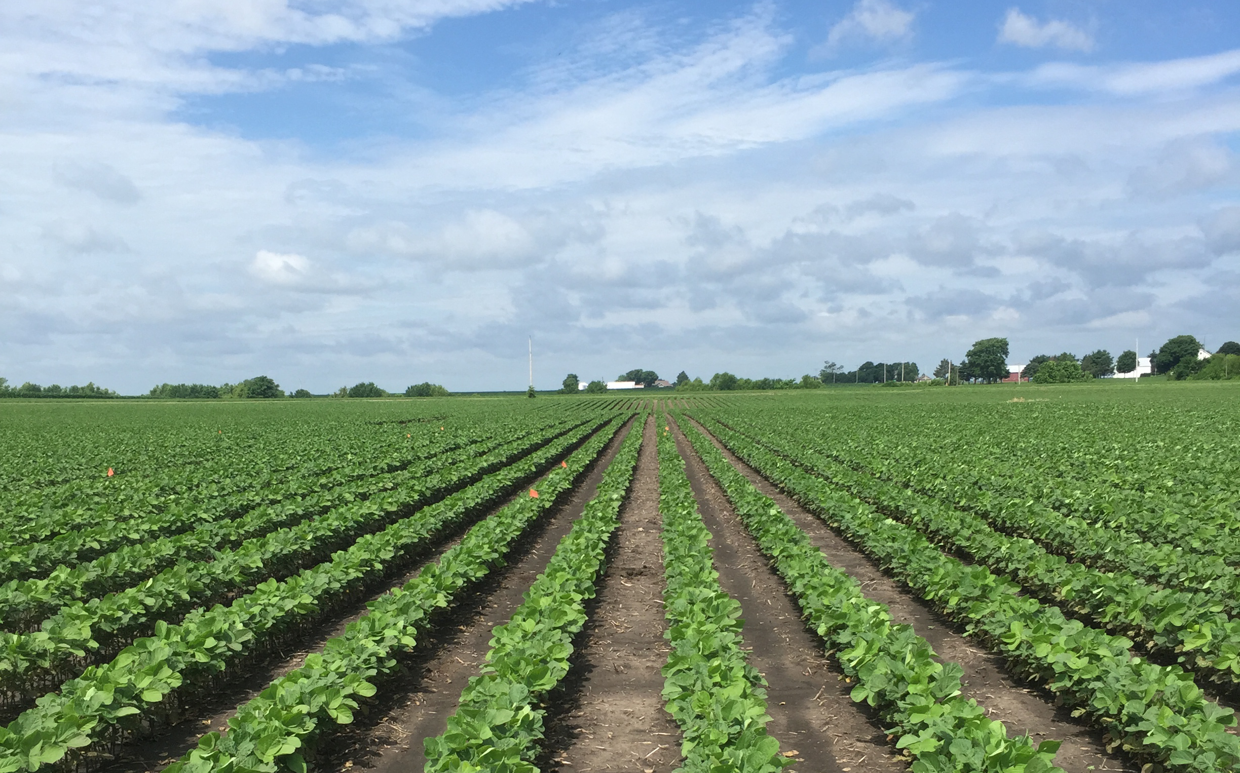 soybean field