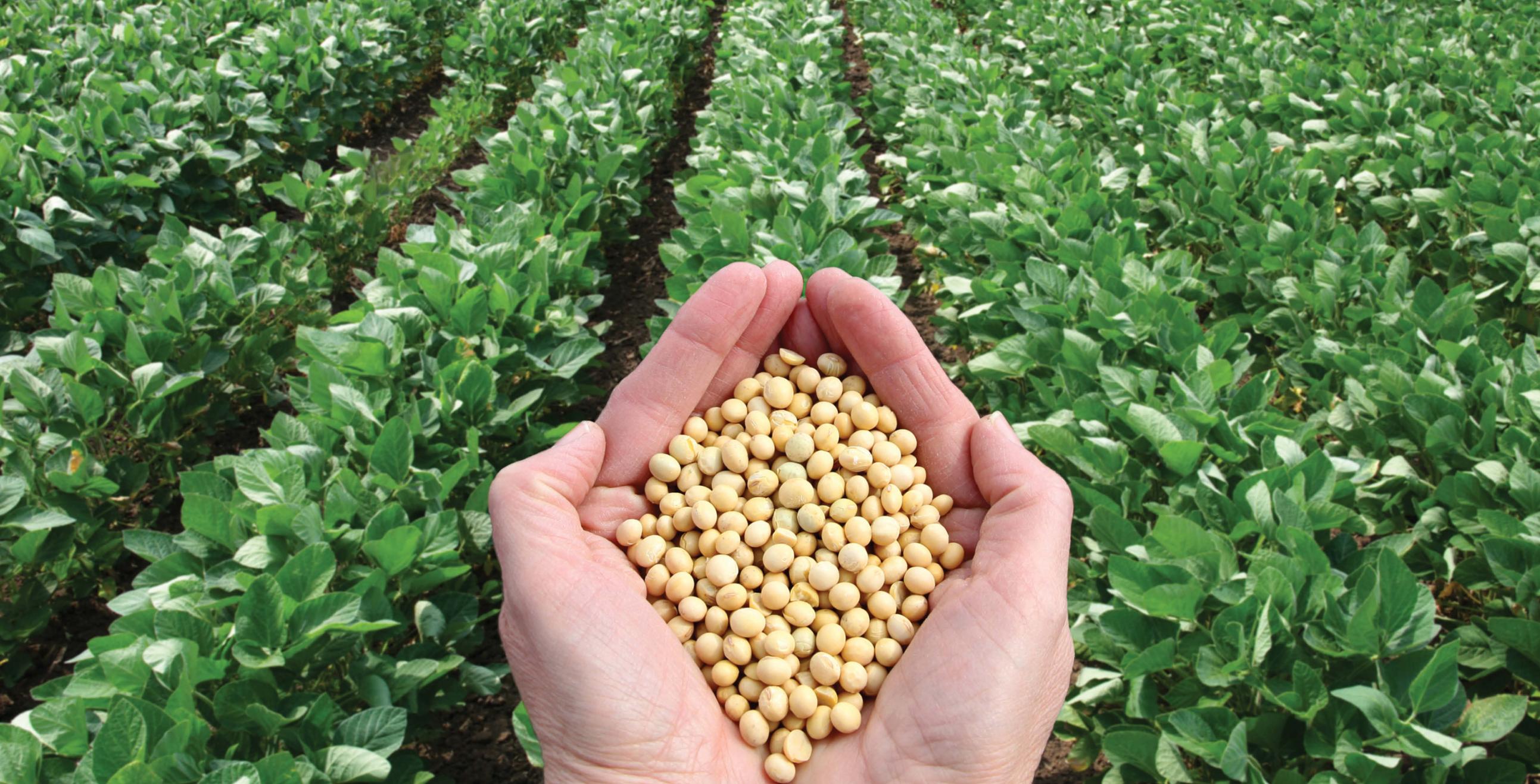 Hand of Soybeans